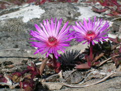 Cephalophyllum rostellum
