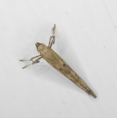 Caloptilia populetorum