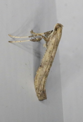 Caloptilia populetorum