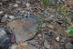 Boechera platysperma