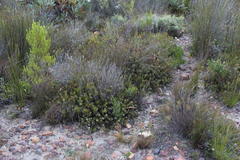 Serruria gremialis