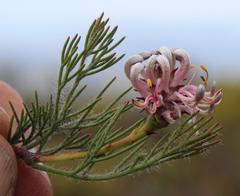 Serruria gremialis