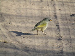 Embernagra platensis