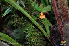 Masdevallia hirtzii