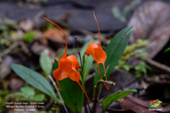 Masdevallia hirtzii
