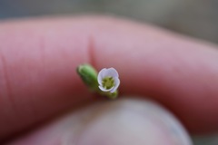 Boechera platysperma