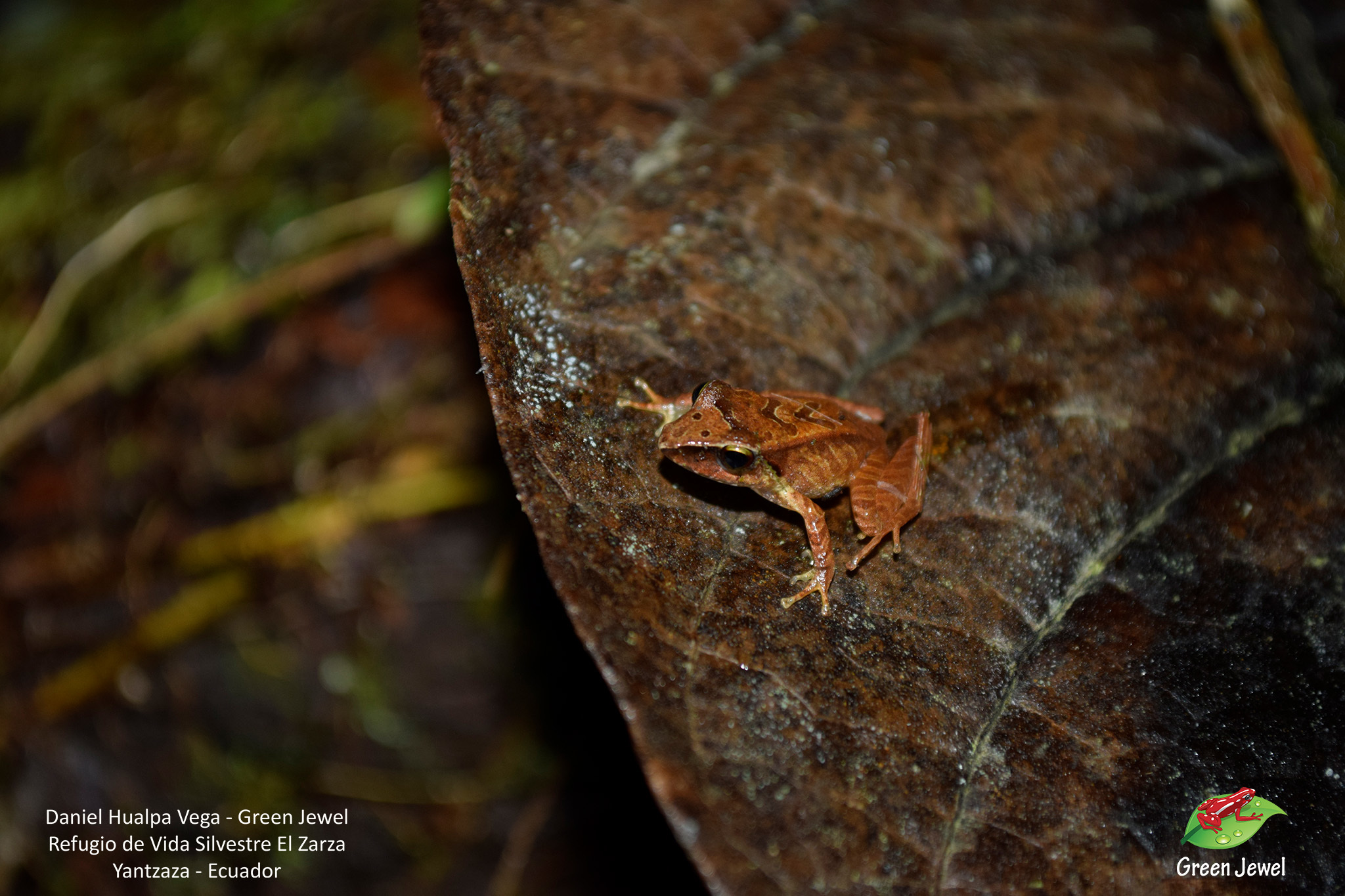 Condor Robber Frog photo 7