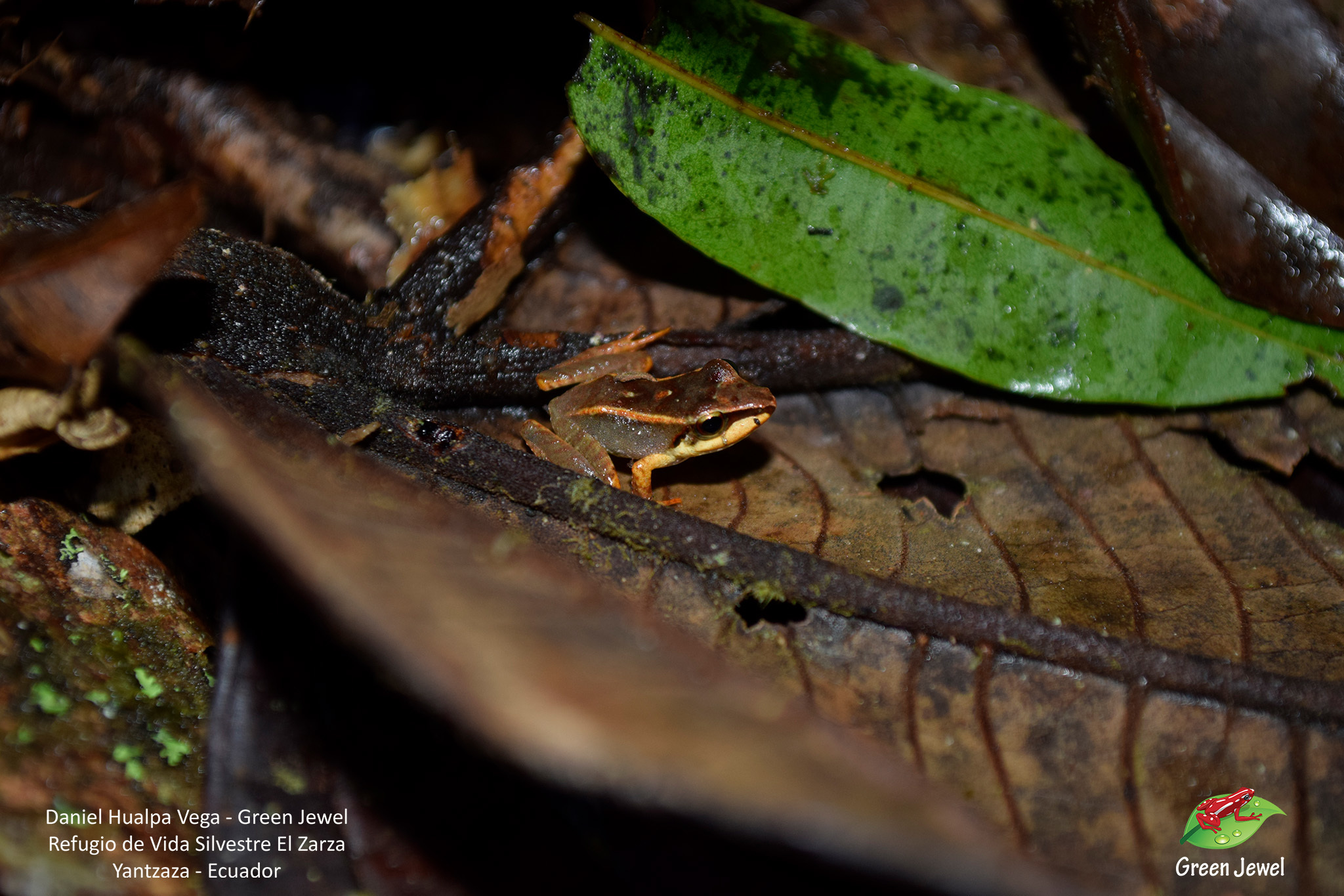 Condor Robber Frog photo 8