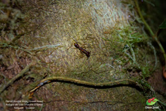 Anochetus