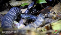 Bothrocophias microphthalmus