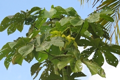 Cecropia membranacea