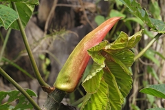 Cecropia membranacea