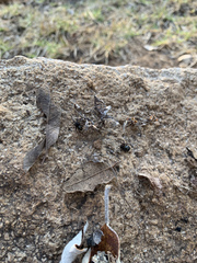 Steatoda autumnalis