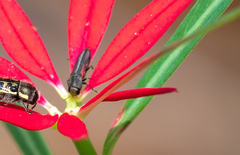 Agrilaxia hespenheidei