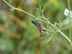 Heteracris calliptamoides