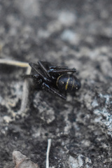Steatoda autumnalis