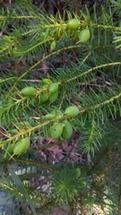 Persoonia acerosa