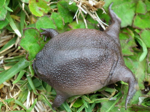 Black Rain Frog Breviceps fuscus iNaturalist