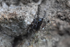 Steatoda autumnalis