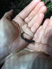 Plethodon electromorphus