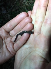Plethodon electromorphus