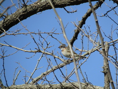 Zonotrichia capensis