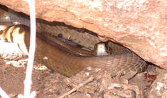 Dendroaspis polylepis