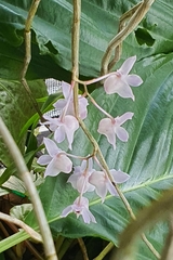 Dendrobium linguella