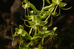 Habenaria jaliscana