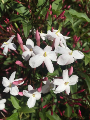 Jasminum polyanthum