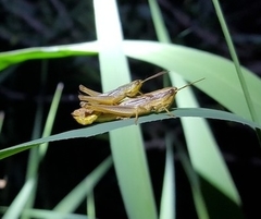 Mongolotettix vittatus