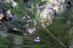 Stevia viscida