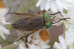 Tabanus nigrovittatus