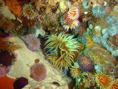 Pseudactinia flagellifera