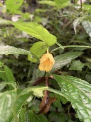 Impatiens tayemonii