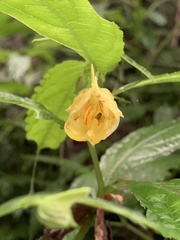 Impatiens tayemonii