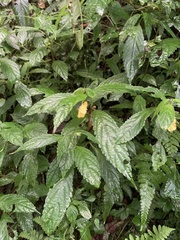 Impatiens tayemonii