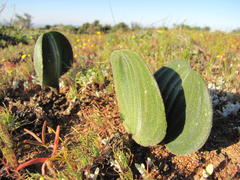 Eriospermum attenuatum