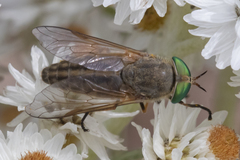 Tabanus nigrovittatus