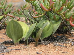 Eriospermum attenuatum