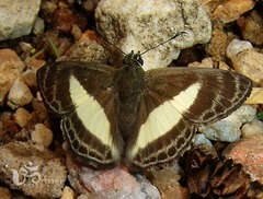 Sophista aristoteles