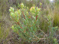 Leucadendron gydoense