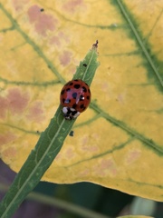 Harmonia axyridis