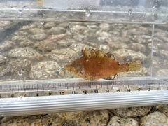 Pteragogus aurigarius