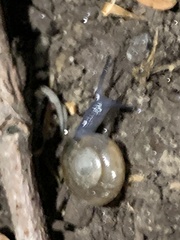 Oxychilus draparnaudi