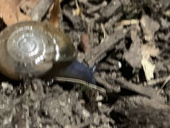 Oxychilus draparnaudi