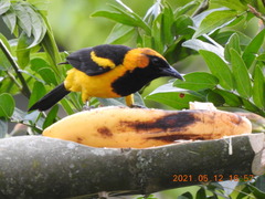 Icterus auricapillus