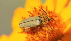 Chauliognathus hieroglyphicus