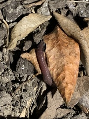 Lumbricus terrestris