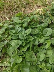 Viola odorata